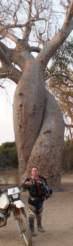 madagascar: baobab amoureux