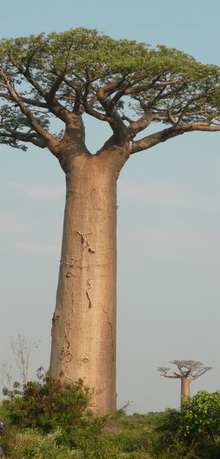 grand Baobab