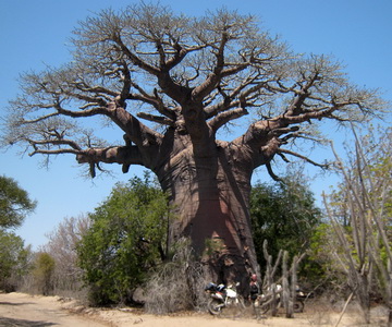 gros baobab madagascr